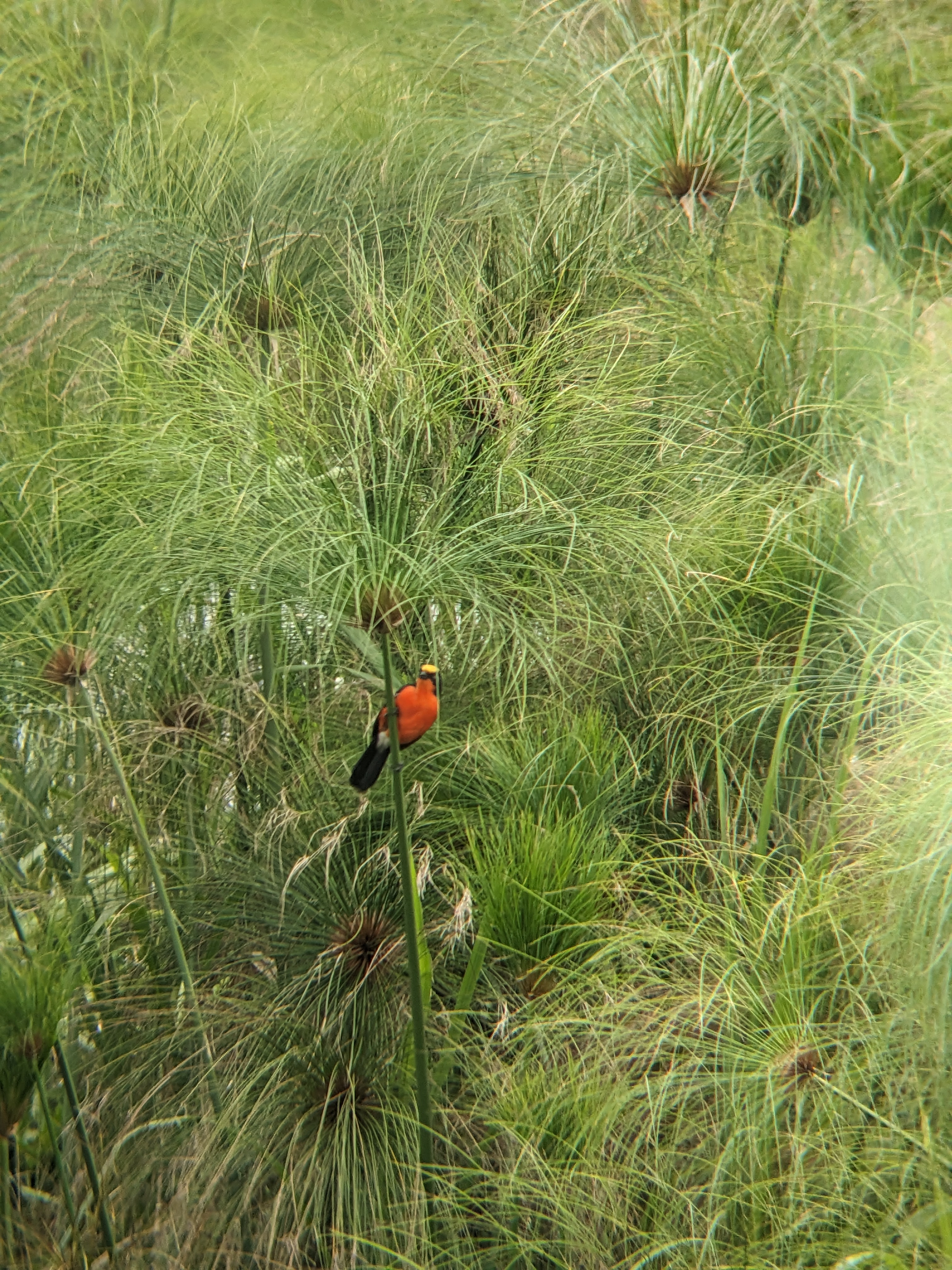 Safari moment