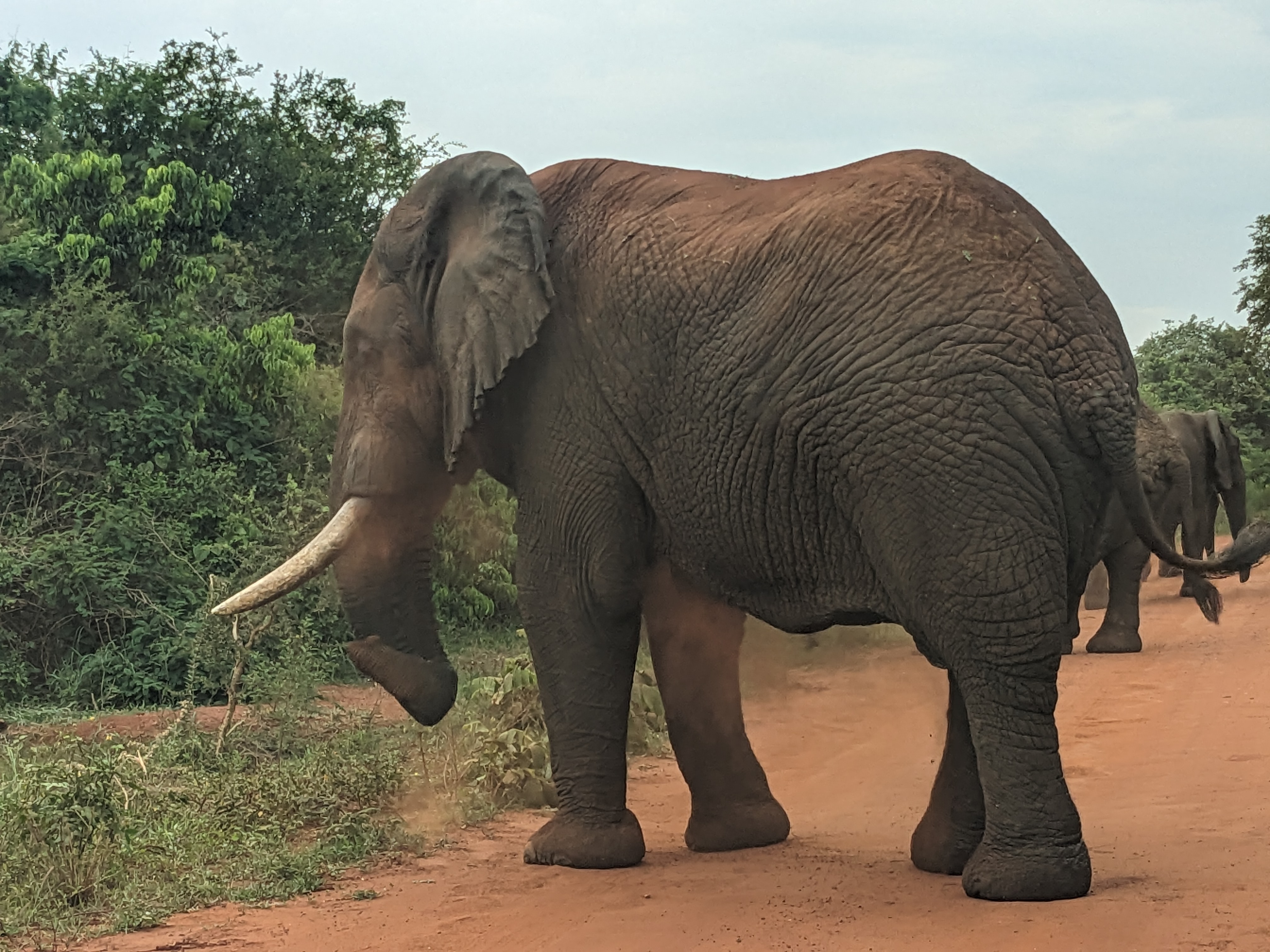 Safari moment
