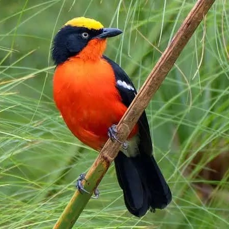 Papyrus Gonolek during our birding in Eastern Province of Rwanda