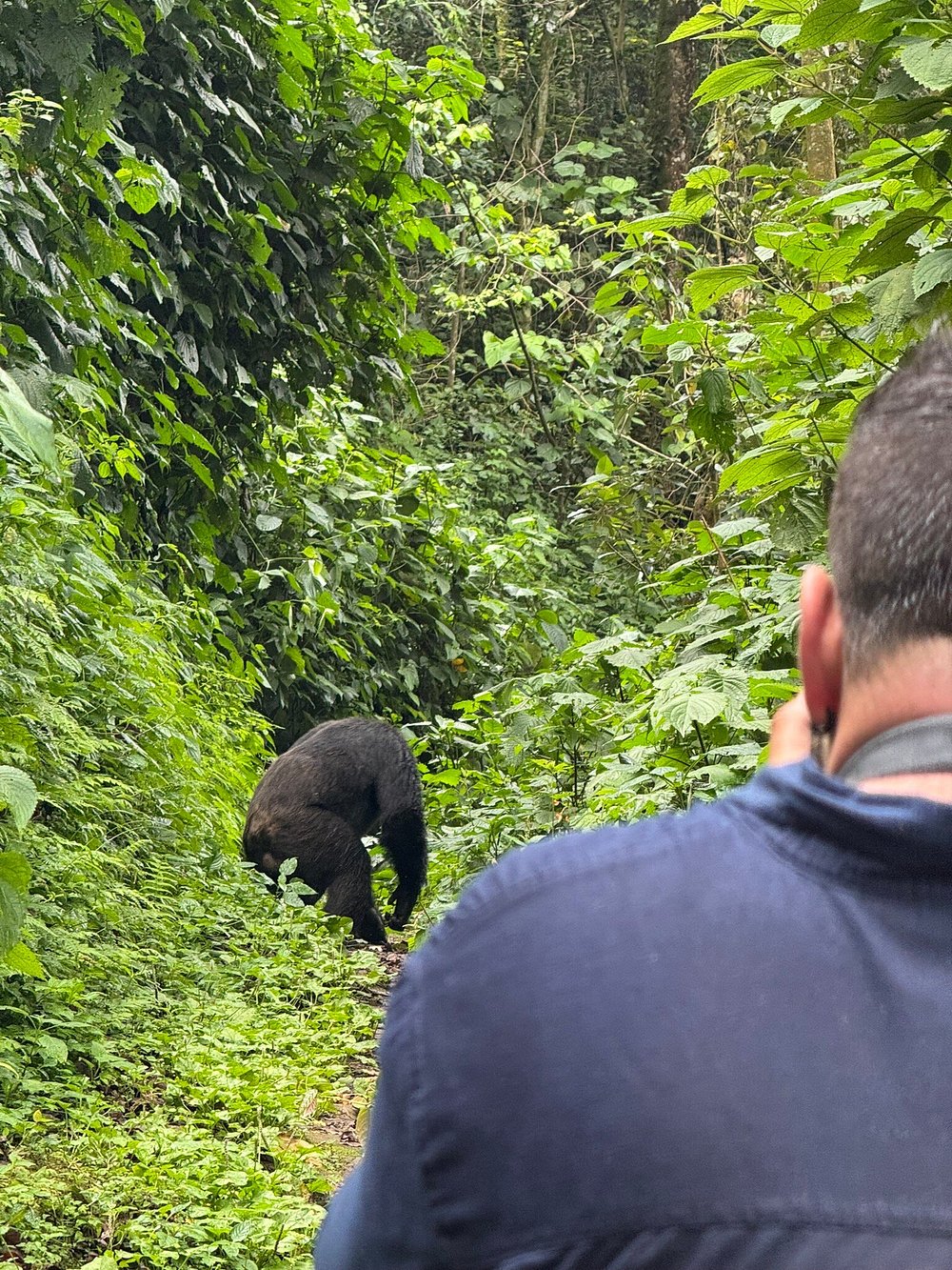 Nyungwe National Park