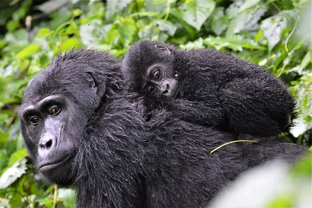 22 Babies of Mountain Gorillas will get names on 4th September 2026
